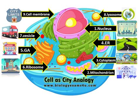 cell as a city